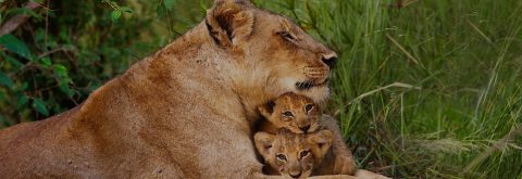 Queen Elizabeth National Park