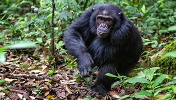 Why Your Next Adventure Must Be Chimpanzee Trek