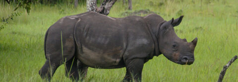 Ajai Wildlife Safaris